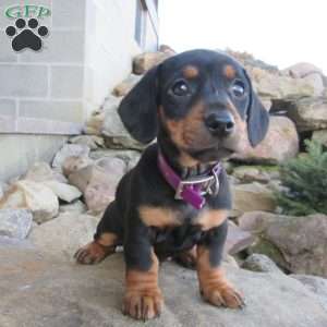 Loui, Dachshund Puppy